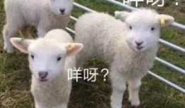 小羊最新爆料出轨是哪一集,出轨真相揭露，哪一集成为舆论焦点？