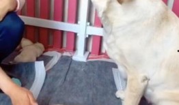 内娱狗崽最新爆料,明星隐私大揭秘