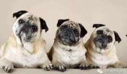 航线巴哥最新爆料消息,航线巴哥最新航线动态大曝光！