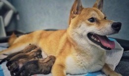 内娱狗崽最新爆料,明星隐私大揭秘